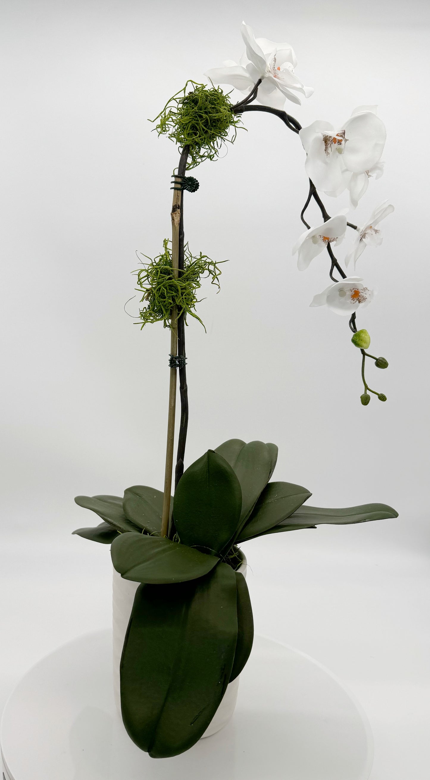 Potted White Orchid with Moss