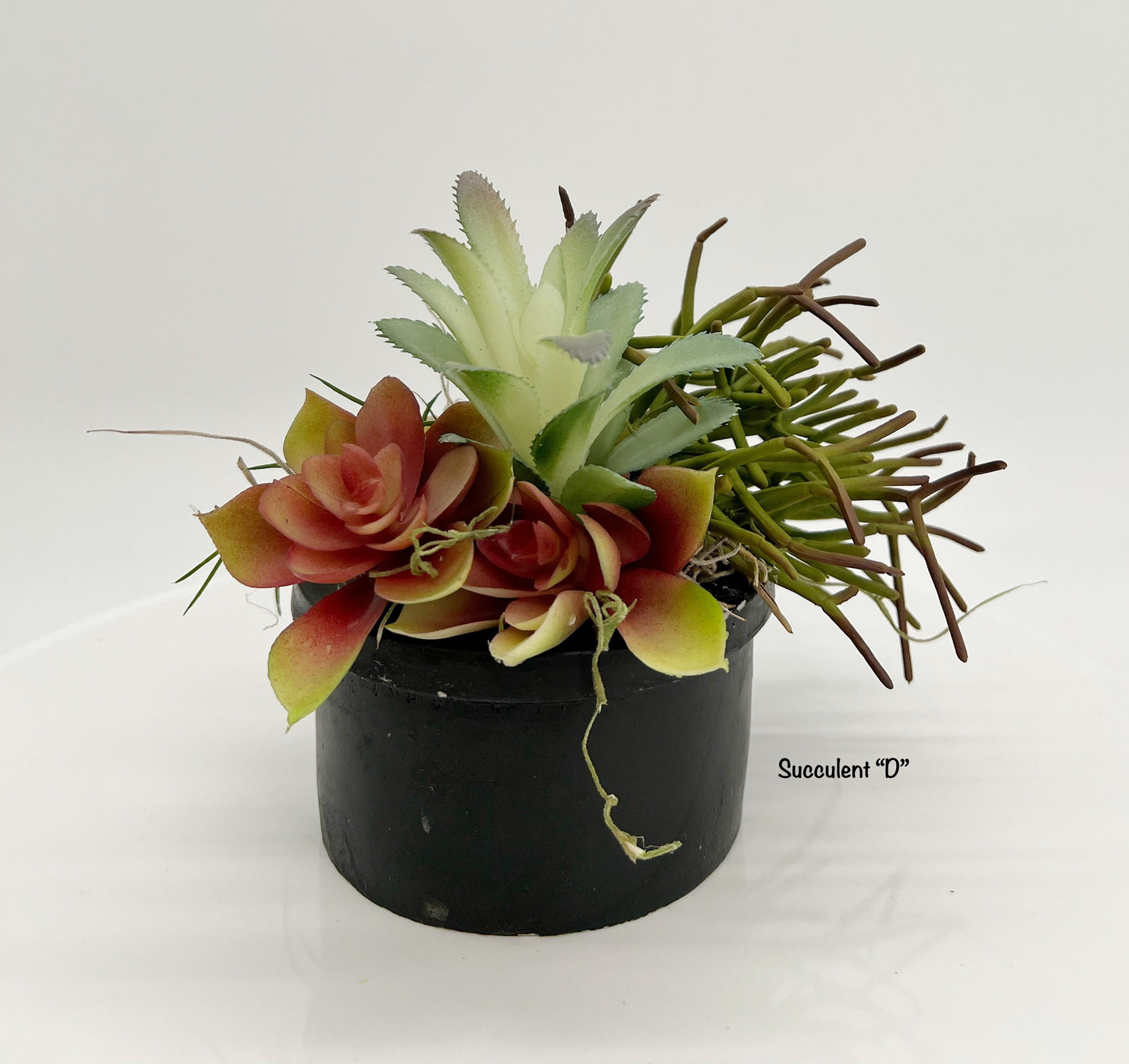 Succulent Arrangement in Distressed Black Pot