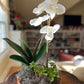 White Orchid Arrangement in Clay Pot