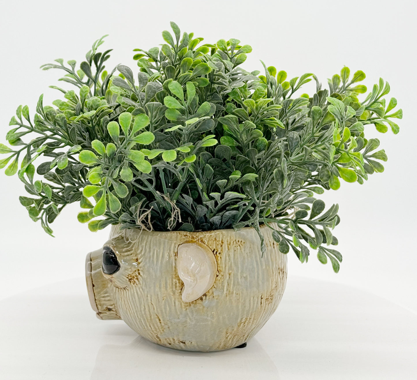 Pig Planter with Boxwood