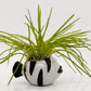 Fish Planter with Grass Succulent