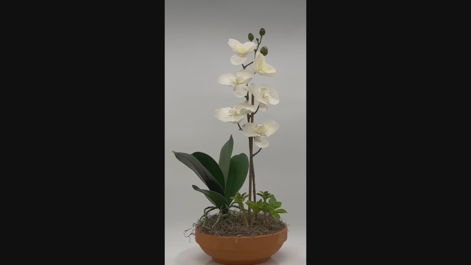 Elegant White Orchid and Succulents Silk Arrangement