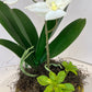 White Orchid Arrangement in Yellow Ceramic Dish