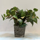 Philodendron in Wooden Cube Planter