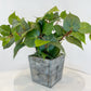 Philodendron in Wooden Cube Planter