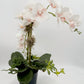 Light Pink Orchid Arrangement