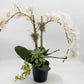 Light Pink Orchid Arrangement