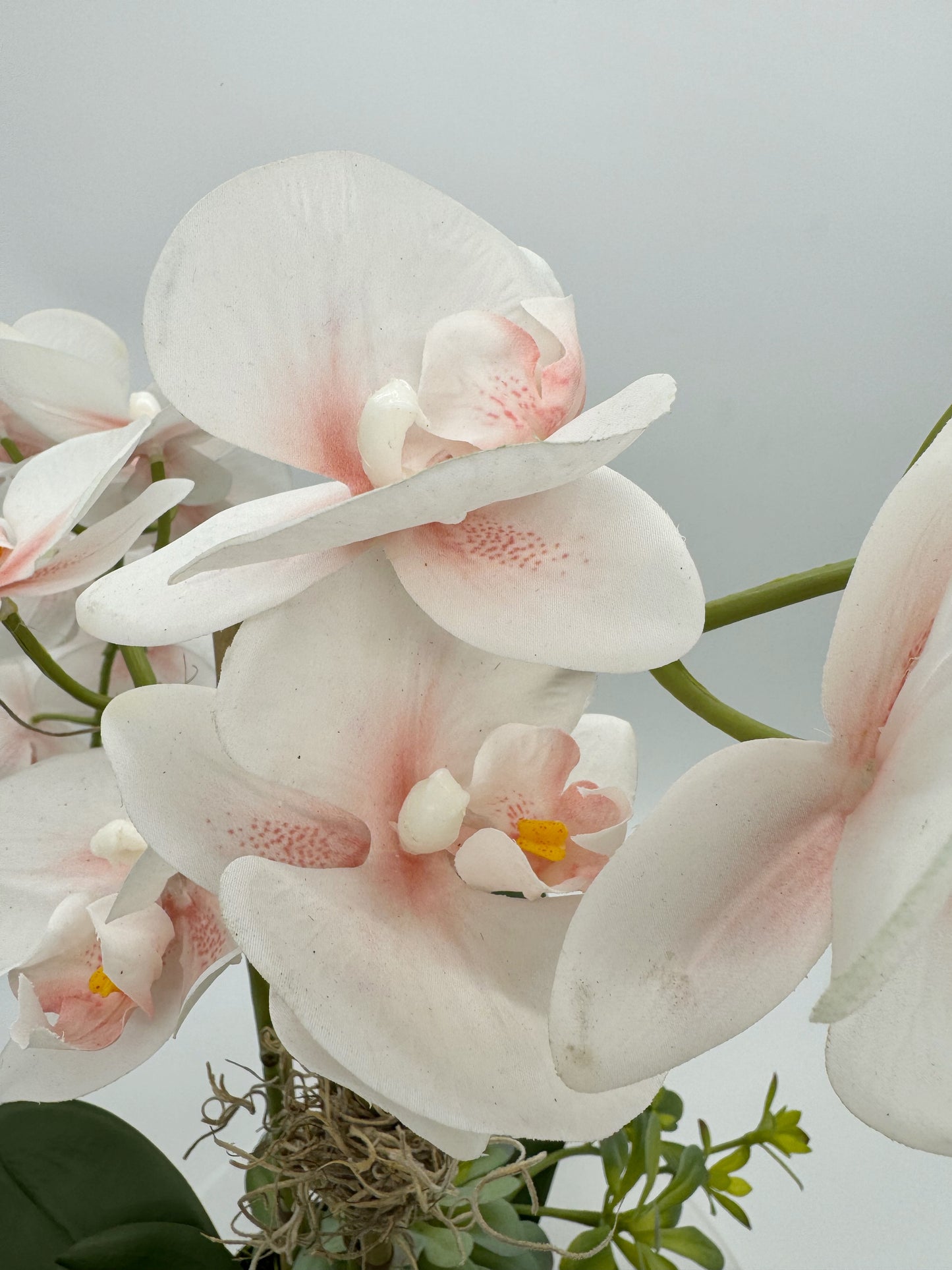 Light Pink Orchid Arrangement