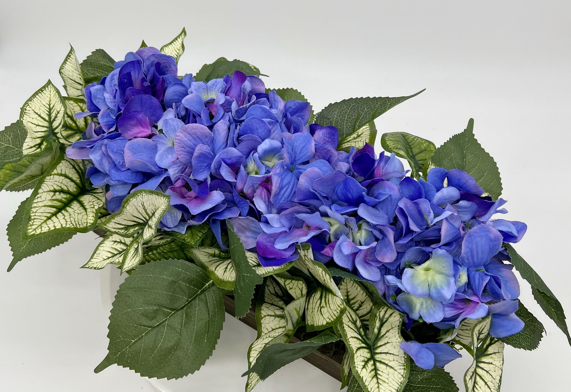 Blue Hydrangeas and Variegated Syngonium Leaves