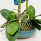 Blue Elegance: Handcrafted Silk Orchids for a Tranquil Oasis