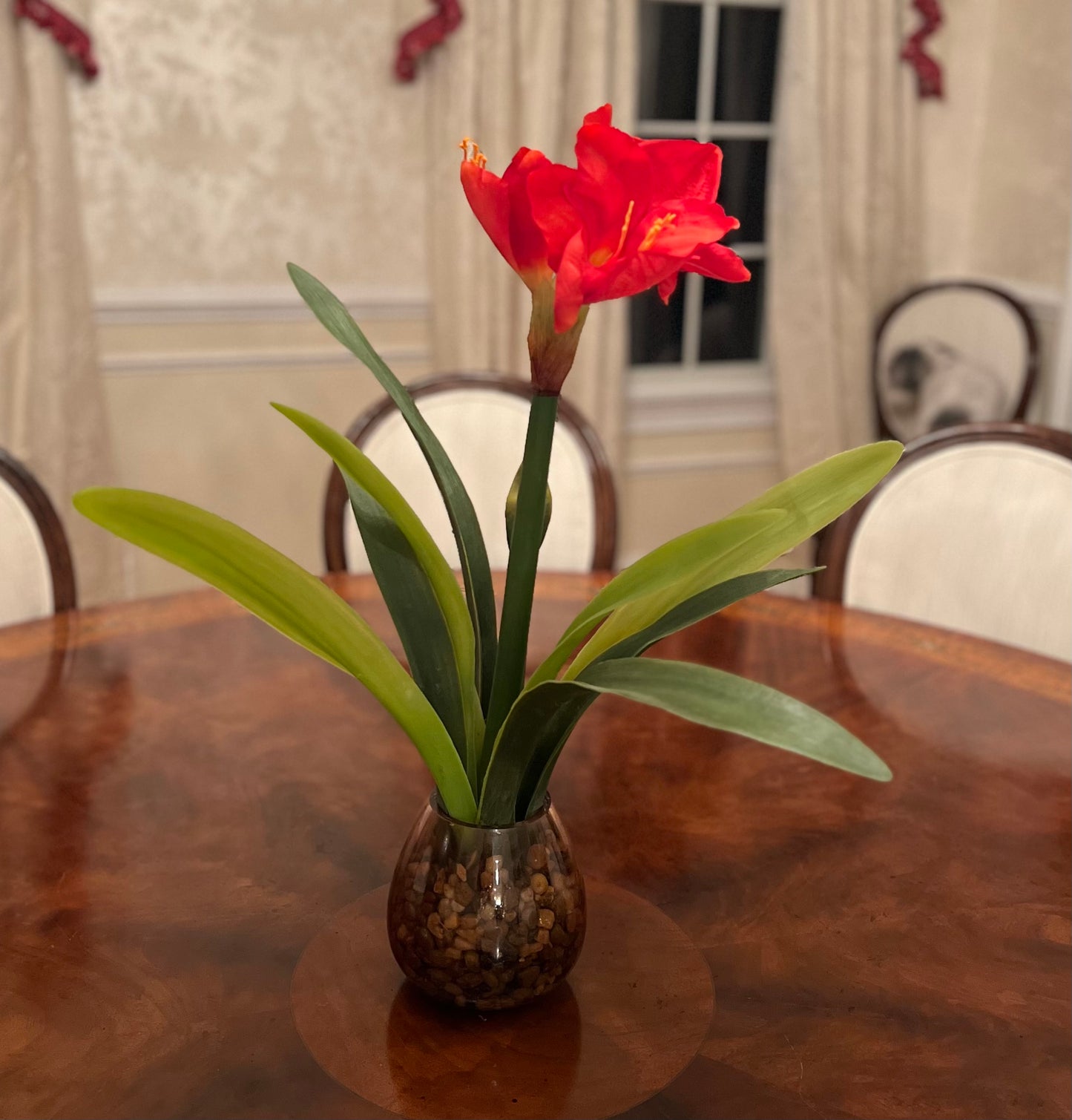 Red Amaryllis Arrangement in Amber Glass