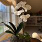 Orquídea blanca en cazuela de barro