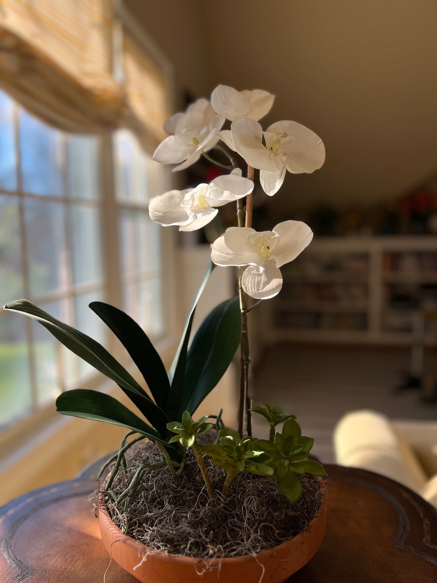 White Orchid Arrangement in Clay Pot
