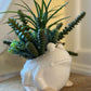 Frog Planter with Burro's Tail Succulents