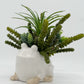 Frog Planter with Burro's Tail Succulents