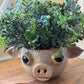 Pig Planter with Boxwood