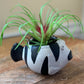 Fish Planter with Air Plant
