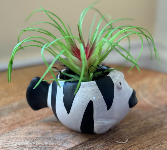 Fish Planter with Air Plant