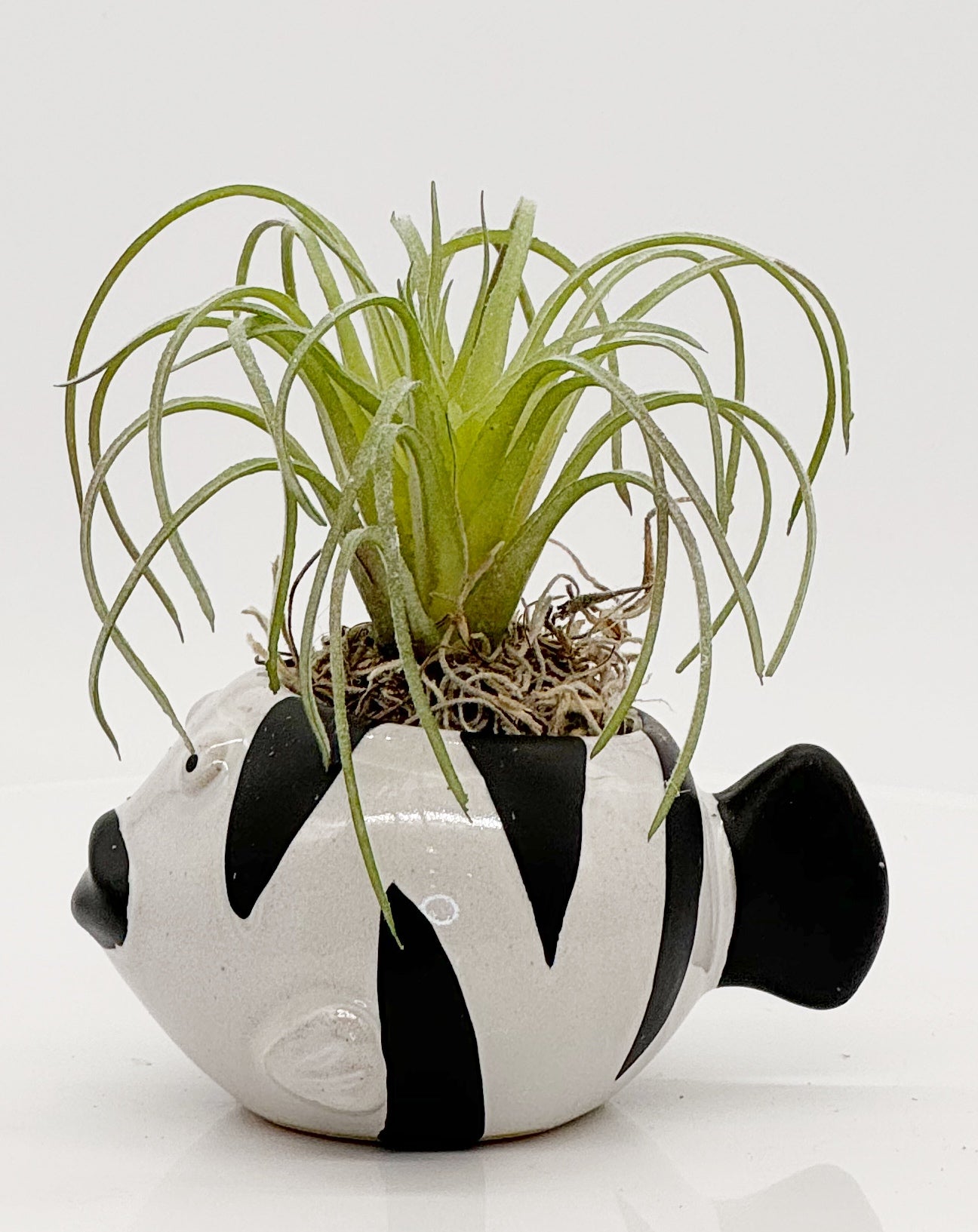 Fish Planter with Air Plant Succulent