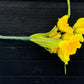 Yellow Daffodils Boutonniere