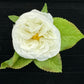 White Cabbage Rose Boutonniere