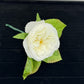 White Cabbage Rose Boutonniere