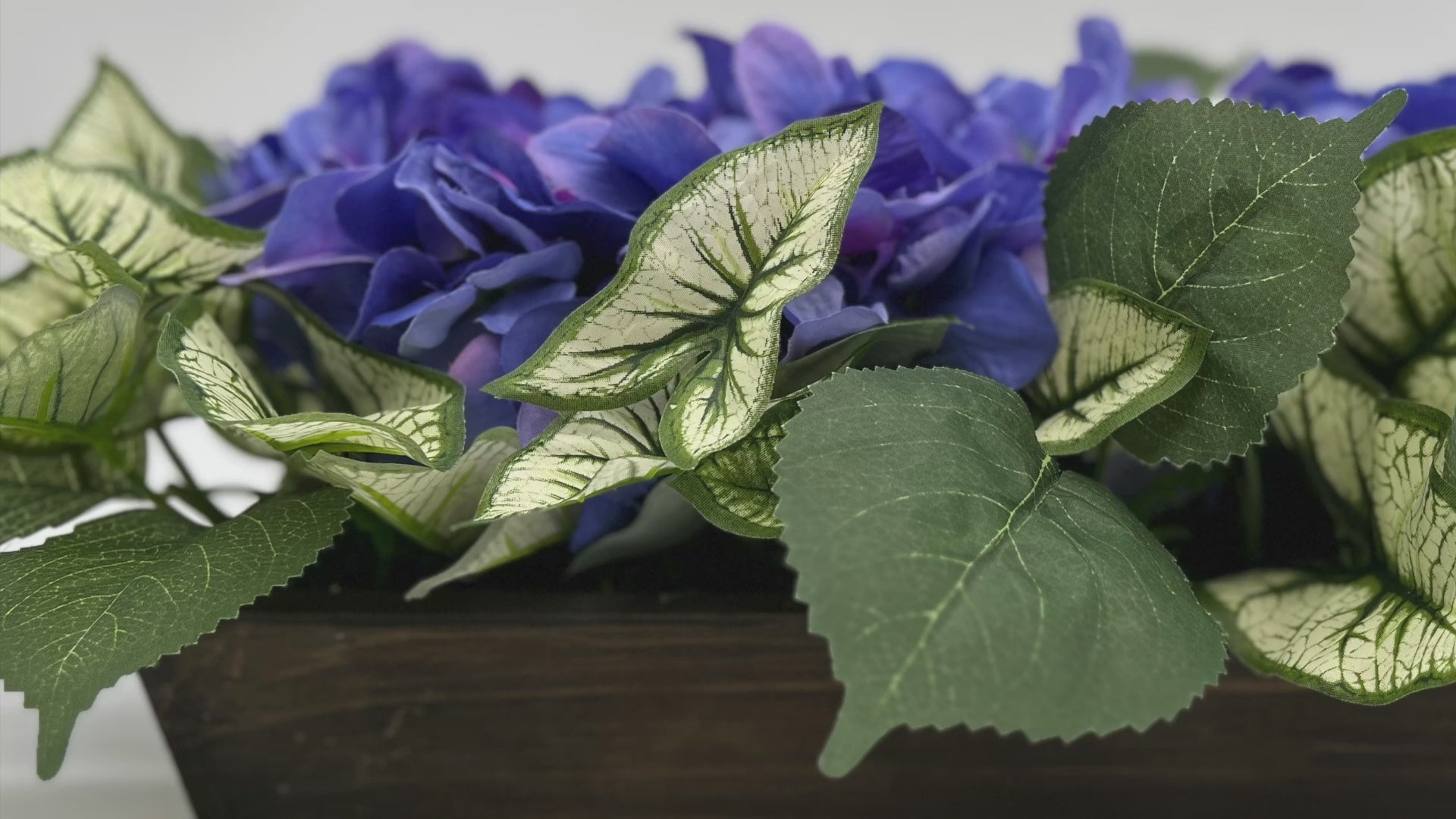 Lifelike Beauty in a Box: Blue Hydrangeas and Variegated Syngonium Leaves
