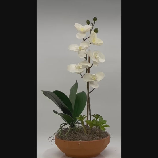 Elegant White Orchid and Succulents Silk Arrangement