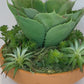 Succulent Arrangement in Clay Pot