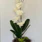 Orquídea blanca y suculentas en plato de cerámica amarilla