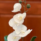 Orquídea blanca y suculentas en plato de cerámica amarilla