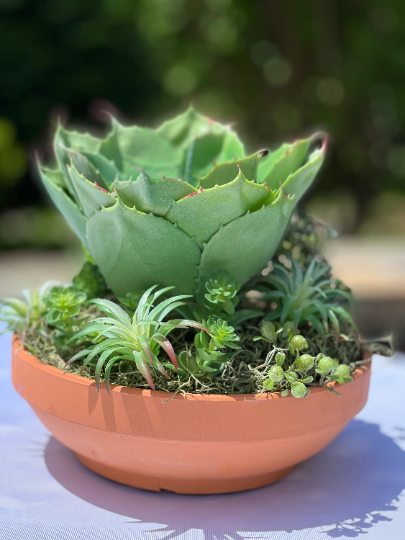 Succulent Arrangement in Clay Pot